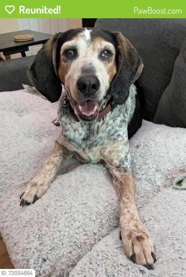 Reunited Unknown Dog last seen Peacehaven/Braehill, Winston-Salem, NC 27104