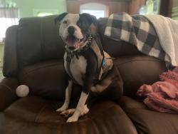Reunited Male Dog last seen Rogers Mill Rd, Danielsville, GA 30633