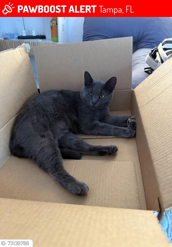 Lost Female Cat last seen Near N Armenia Ave Tampa Florida 33612, Tampa, FL 33612