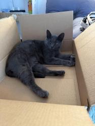 Lost Female Cat last seen Near N Armenia Ave Tampa Florida 33612, Tampa, FL 33612