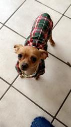 Reunited Male Dog last seen Near N San Horacio Ave, San Antonio, TX 78228, USA, San Antonio, TX 78228