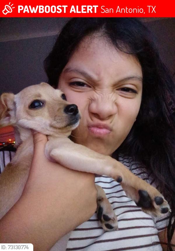 Lost Female Dog last seen Fairgreen street, San Antonio, TX 78242