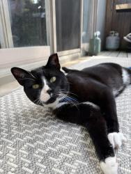Reunited Male Cat last seen Lakeshore & Inverhouse, Walden Spinney, Mississauga, ON L5J 1J6