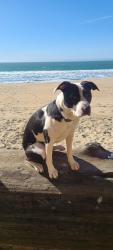 Reunited Male Dog last seen Main street, Manteca, CA 95336