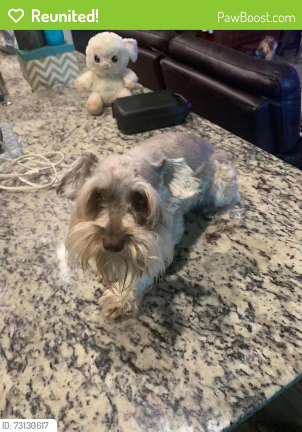 Reunited Male Dog last seen Truman st & E Sanford st, Arlington, TX 76011