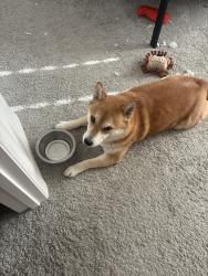 Reunited Male Dog last seen Watercolor Community, North Las Vegas, NV 89086