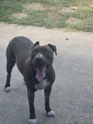 Reunited Female Dog last seen Near Thompson st., Fort Worth, TX 76134