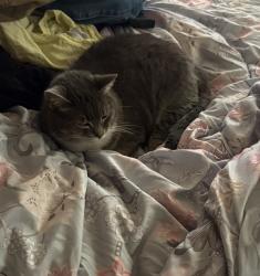 Reunited Female Cat last seen Den Hertog and Robin, Behind Wyoming High School, Wyoming, MI 49509