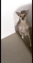 Reunited Male Dog last seen Near glenoaks blvd, Los Angeles, CA 91352