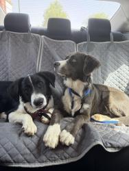 Found/Stray Male Dog last seen Ripple Rd and Dean, Buckeye Az, Buckeye, AZ 85326