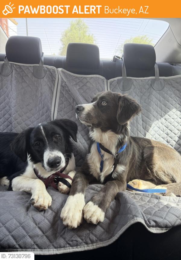 Found/Stray Male Dog last seen Ripple Rd and Dean, Buckeye Az, Buckeye, AZ 85326