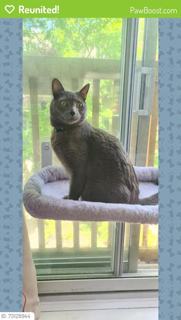 Reunited Male Cat last seen av henri julian, Montréal, QC 