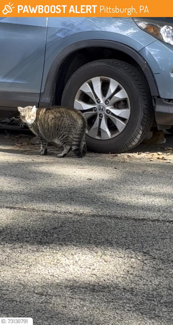 Found/Stray Unknown Cat last seen Kinsman and Worth, Pittsburgh, PA 15217