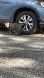 Found/Stray Unknown Cat last seen Kinsman and Worth, Pittsburgh, PA 15217