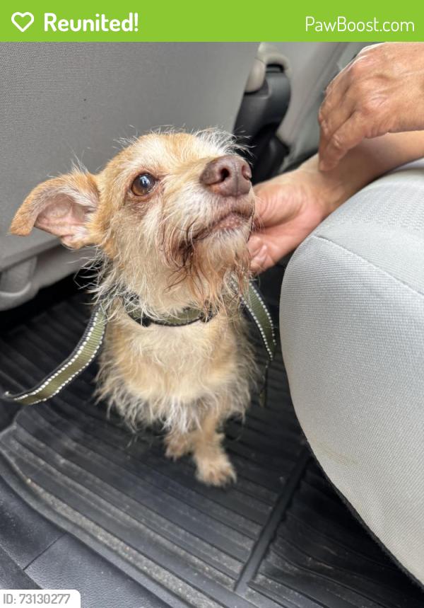 Reunited Male Dog last seen Knickerbocker st paterson, Paterson, NJ 07503
