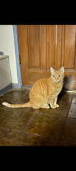 Lost Female Cat last seen Patterson and reddick, El Dorado Hills, CA 95762