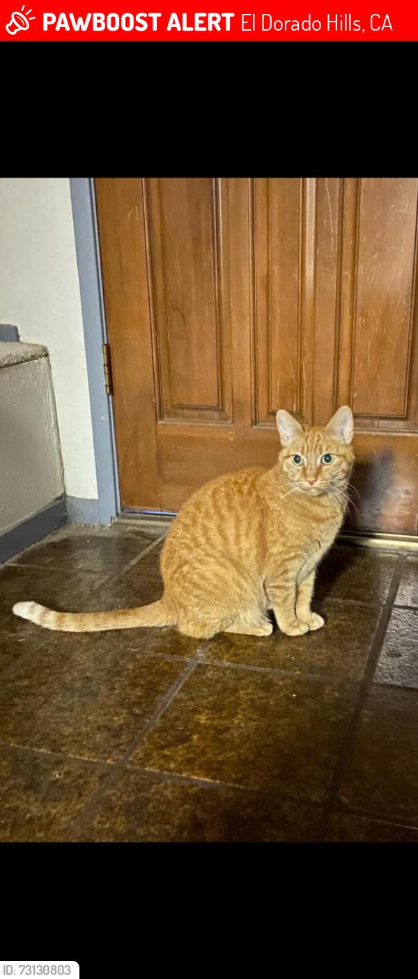 Lost Female Cat last seen Patterson and reddick, El Dorado Hills, CA 95762