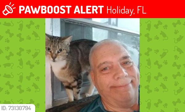 Lost Female Cat last seen Janice Lane & Arcadia, Holiday, FL 34690