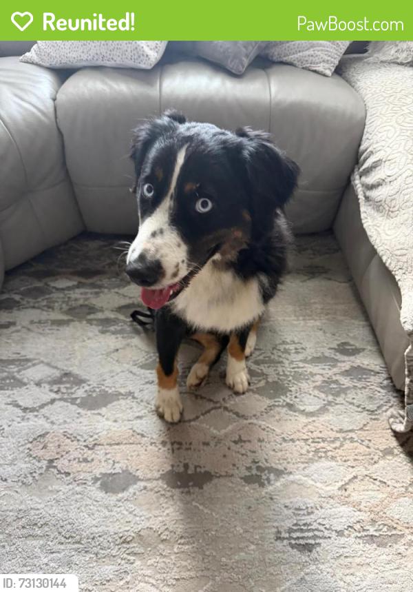 Reunited Male Dog last seen Near Frozen cow, Kennesaw, GA 30144