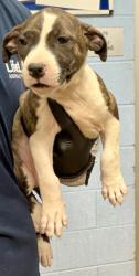 Shelter Stray Female Dog last seen Near Chicopee Dr, 30360, GA, 3280 Chamblee Dunwoody Rd, Chamblee, GA 30341, USA