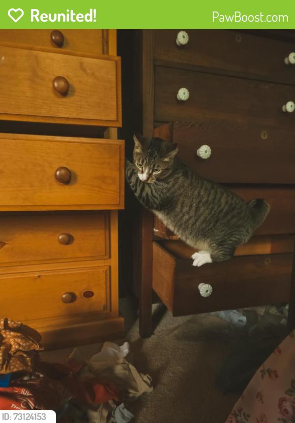 Reunited Female Cat last seen Portal way, Blaine, WA 98230
