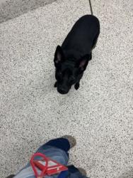 Shelter Stray Female Dog last seen Near Penelope St. NW, Atlanta, GA, 1251 Fulton Industrial Blvd NW, Atlanta, GA 30336, USA