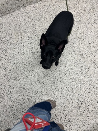 Shelter Stray Female Dog last seen Near Penelope St. NW, Atlanta, GA, 1251 Fulton Industrial Blvd NW, Atlanta, GA 30336, USA
