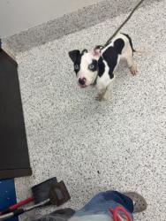 Shelter Stray Male Dog last seen Near Lyle Ave, Atlanta, GA, 1251 Fulton Industrial Blvd NW, Atlanta, GA 30336, USA