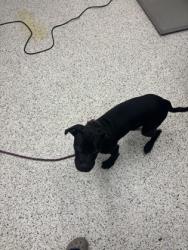 Shelter Stray Male Dog last seen Near Godly Rd, College Park, GA, 1251 Fulton Industrial Blvd NW, Atlanta, GA 30336, USA