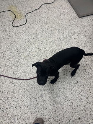 Shelter Stray Male Dog last seen Near Godly Rd, College Park, GA, 1251 Fulton Industrial Blvd NW, Atlanta, GA 30336, USA