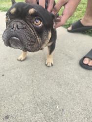 Reunited Male Dog last seen 120th and Berendo, West Athens, CA 90044