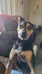 Reunited Male Dog last seen Marie and Wilbur Ave Antioch, Antioch, CA 94509