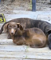 Lost Female Dog last seen Holworthy and widener way, Sacramento, CA 95842