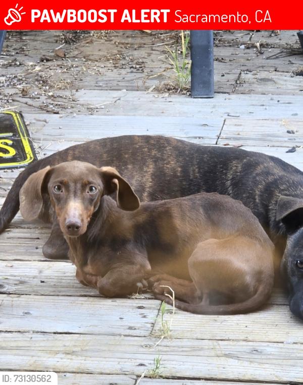 Lost Female Dog last seen Holworthy and widener way, Sacramento, CA 95842