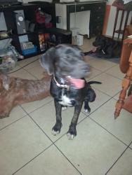Found/Stray Unknown Dog last seen 27th ave & glenrosa ave, Phoenix, AZ 85017