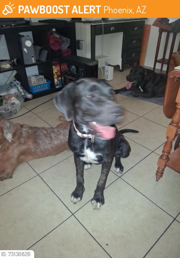 Found/Stray Unknown Dog last seen 27th ave & glenrosa ave, Phoenix, AZ 85017