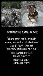 Reunited Male Dog last seen Near Peacock Ave, Highland, CA 92346, USA, Highland, CA 92346