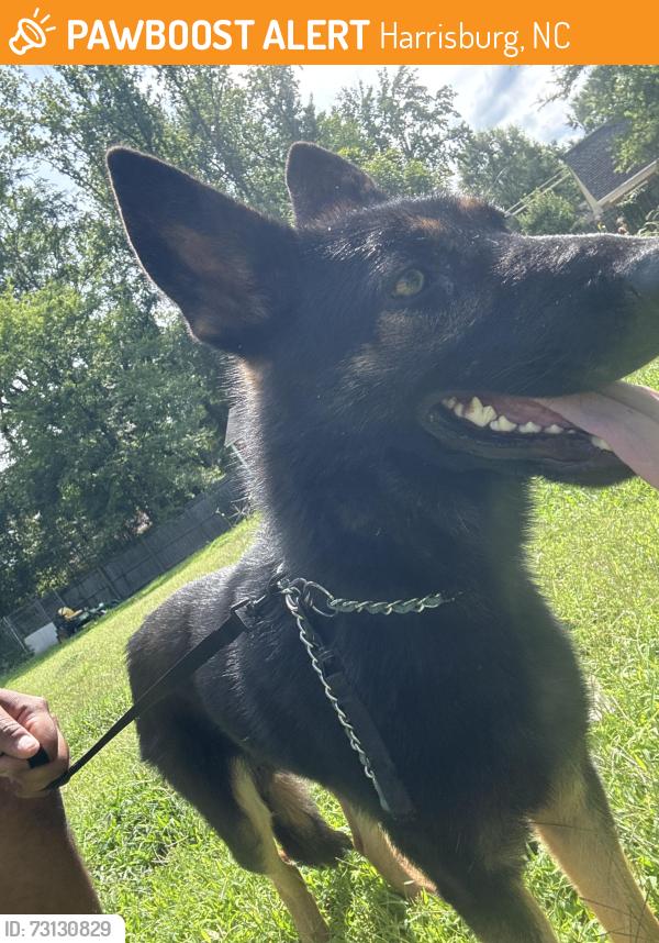 Found/Stray Male Dog last seen Patricia Avenue & Parallel Drive Harrisburg NC, Harrisburg, NC 28075