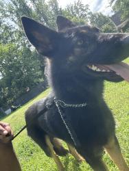 Found/Stray Male Dog last seen Patricia Avenue & Parallel Drive Harrisburg NC, Harrisburg, NC 28075