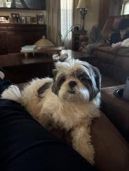 Reunited Female Dog last seen Near Dulles, San Antonio, TX 78251, USA, San Antonio, TX 78251