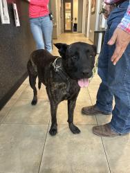 Reunited Female Dog last seen Emerald Oaks Retirement Resort, San Antonio, TX 78259