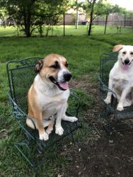 Reunited Male Dog last seen Matlock & Bardin, Arlington, TX 76017