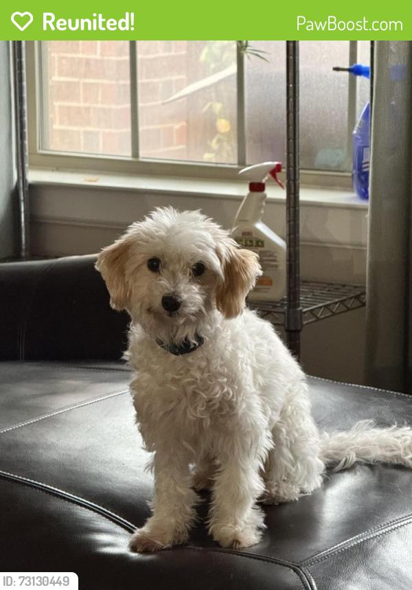 Reunited Male Dog last seen Windhaven pkwy, The Colony, TX 75056
