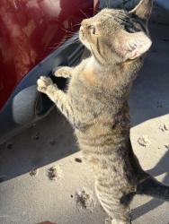 Found/Stray Unknown Cat last seen Dakota and Kathryn, Albuquerque, NM 87108