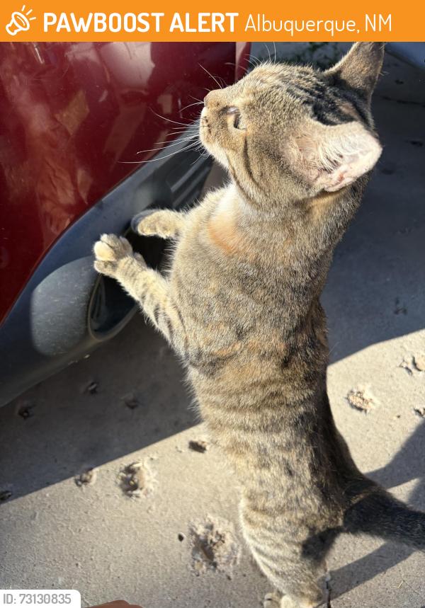Found/Stray Unknown Cat last seen Dakota and Kathryn, Albuquerque, NM 87108