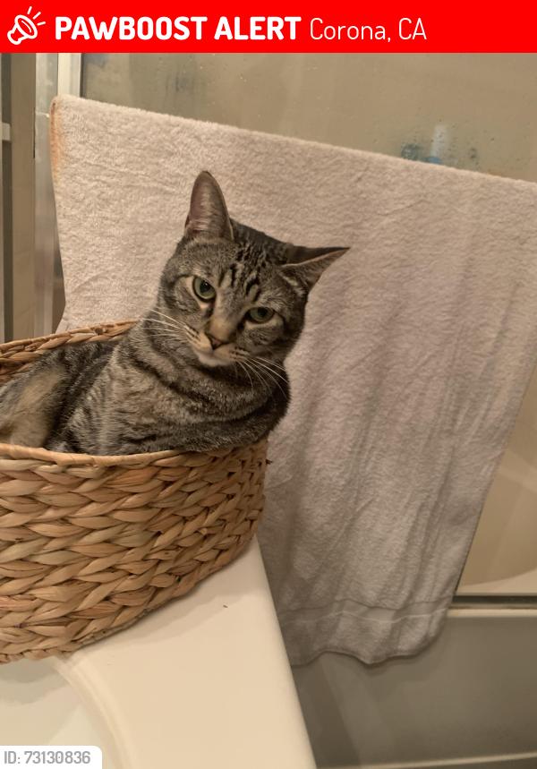 Lost Female Cat last seen Golden Locust, Corona, CA 92883