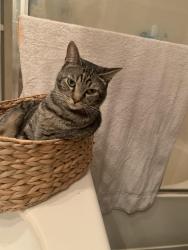 Lost Female Cat last seen Golden Locust, Corona, CA 92883