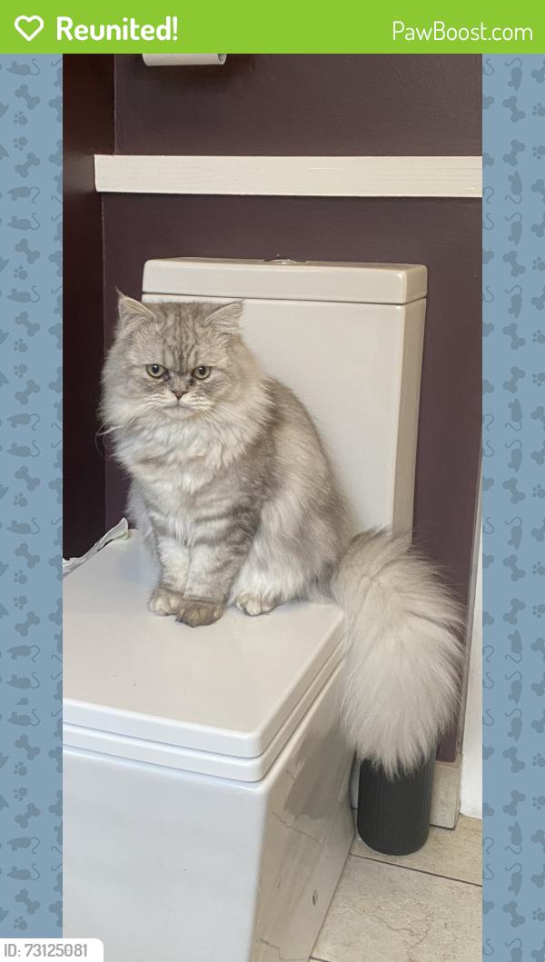 Reunited Male Cat last seen Smithurst Road & Halls lane, Newthorpe, England NG16 2BP
