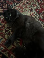 Lost Male Cat last seen Around beechcraft Dr, Alexandria, VA 22306