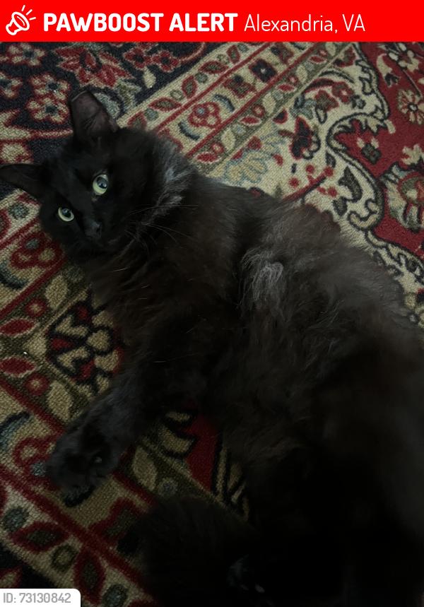 Lost Male Cat last seen Around beechcraft Dr, Alexandria, VA 22306